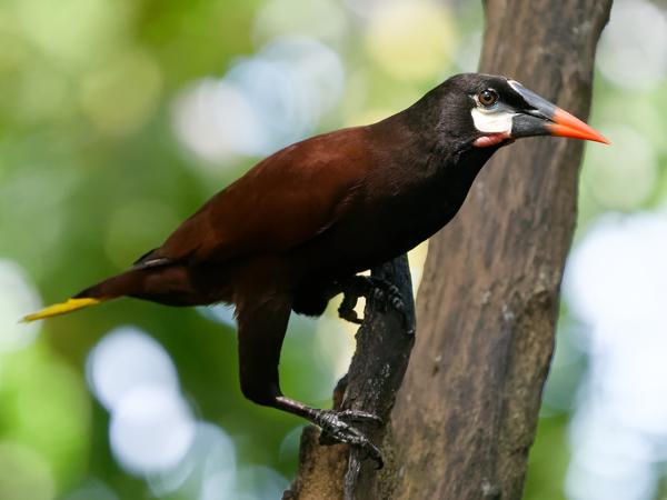 <h3><a href="/trips/costa-rica/biota/animalia/chordata/aves/040 passeriformes/124 icteridae/psarocolius montezuma/psarocolius montezuma-nl.html">Psarocolius&nbsp;montezuma</a> / Montezuma&nbsp;oropendola / Montezumaoropendola</h3>OM-1 Mark II met OLYMPUS M.150-400mm F4.5, 1/2000 sec  bij F4.5, ISO 10000, afstand 6.71&nbsp;m